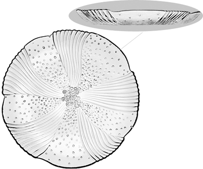 15508 DINNER PLATE, HARMONY, 9
