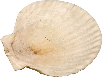 [ PLATE, SEAFOOD SHELL, REAL, 5