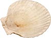 [ PLATE, SEAFOOD SHELL, REAL, 4.5" ]